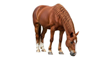 Isolated Horse