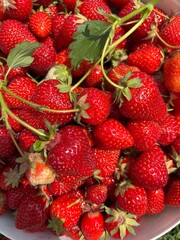 Fresh ripe strawberries close-up, vibrant red color, natural texture, harvested fruit background in sunlight