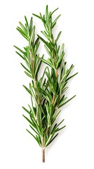 Obraz premium Two fresh Rosemary Sprigs with vibrant green leaves on a clean white background