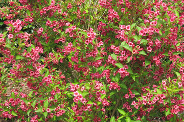 Weigela, a genus of shrubs in the Honeysuckle family