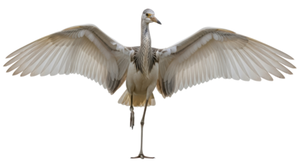 Isolated Egret With Wings Spread