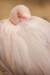 Vertical close-up of a light pink flamingo resting with its head turned and eye visible, showcasing soft feathers and delicate textures