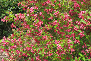Weigela, a genus of shrubs in the Honeysuckle family