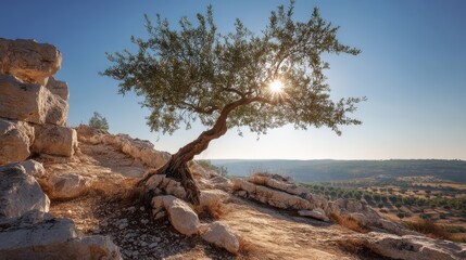 Fototapeta premium Gnarled olive tree growing from a rocky hillside lit by golden midday sun