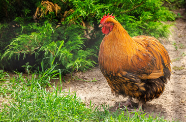 Large orange rooster with fluffy plumage standing on sandy ground near green bushes in a sunny backyard