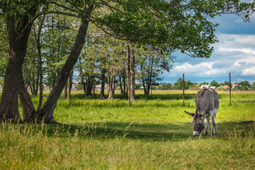 Donkey grazing peacefully in a green pasture surrounded by trees and a rural fence under a bright...