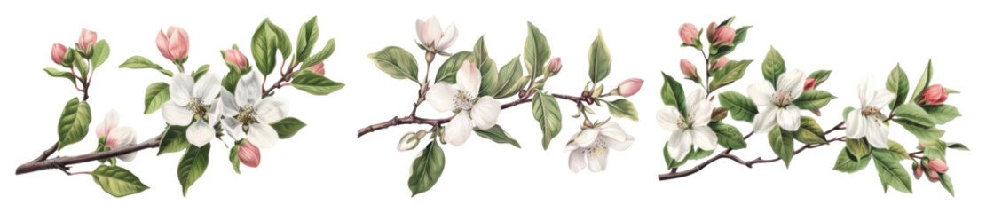 Fototapeta premium PNG Delicate floral branch illustration, element set on transparent background