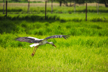 White stork flying low over a green field with wings fully extended, symbolizing wildlife, freedom,...