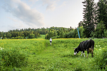 teenage boy climbs a wide path into the mountains, rear view,  large black and white cow grazes,...
