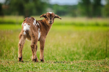 Obraz premium Spotted baby goat standing on grass and turning its head toward the camera in a summer countryside field