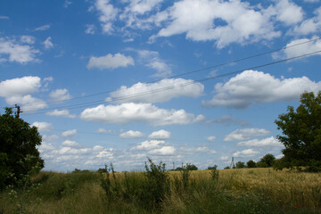 Obraz premium A field with grass and trees