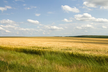 Fototapeta premium A field of grass