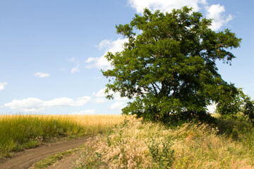 A tree on a dirt road