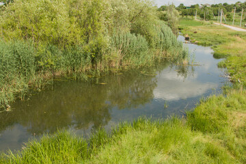 A pond surrounded by grass and trees