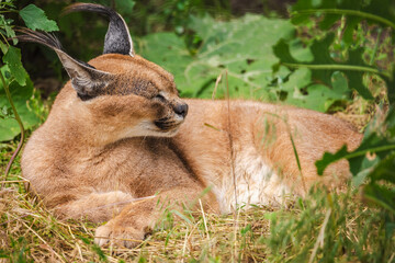 Caracal resting peacefully in tall grass with eyes closed, long black ear tufts visible, lying on its side in a sunlit natural habitat