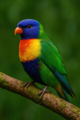 Colorful rainbow lorikeet with vibrant blue head orange breast yellow collar and green wings perched on tree branch against blurred green background in tropical forest setting