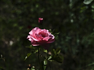 pink valentine rose and green background