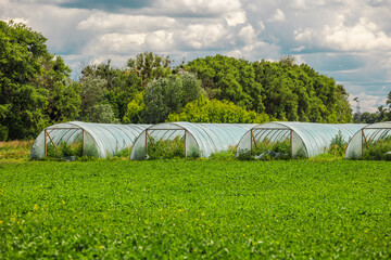 Series of plastic greenhouses surrounded by a lush green field with dense forest and dramatic...