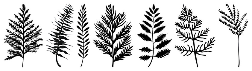 PNG Vintage botanical fern illustrations, element set on transparent background