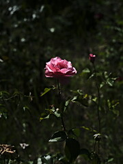 pink valentine rose and green background