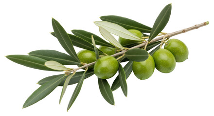 Isolated Olive Branch with Green Olives