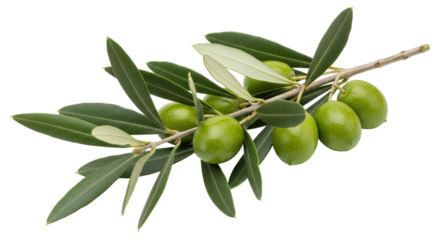 Isolated Olive Branch with Green Olives