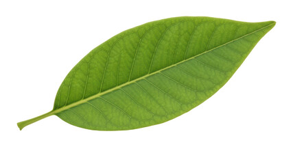 Obraz premium Isolated Green Leaf