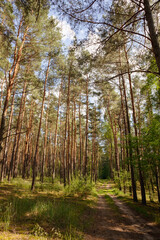 Obraz premium Sunlit Pine Forest with Soft Shadows
