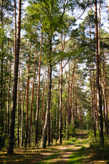 Fototapeta premium Vertical Pine Tree Trunks Texture for Design