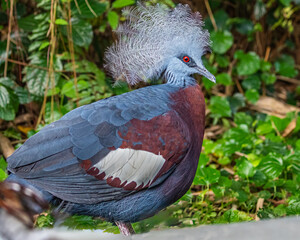 Victoria Crown Pigeon