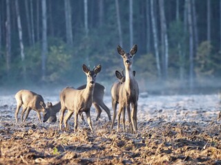 Herd of roe deer standing in a frosty forest clearing at sunrise