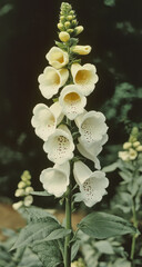 Delicate White Flowers in Bloom