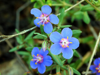 Lysimachia monelli blue flower on macro