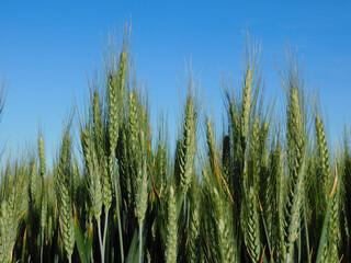 wheat fields in rural landscapes