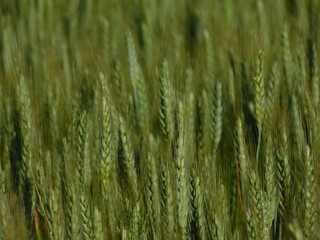 wheat fields in rural landscapes