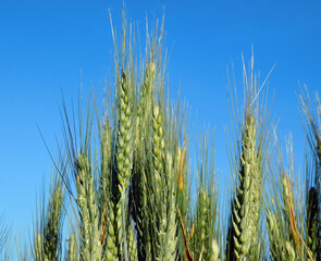 wheat fields in rural landscapes