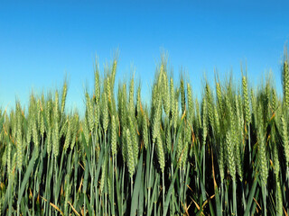 wheat fields in rural landscapes