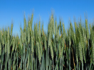 wheat fields in rural landscapes