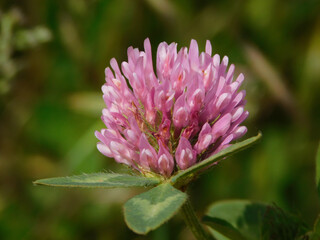 Trifolium pratense purple flower in wild nature