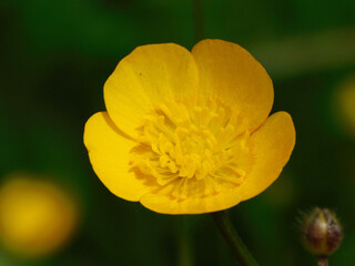 yellow buttercup flower (Ranunculus repens)