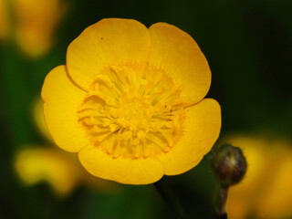 yellow buttercup flower (Ranunculus repens)