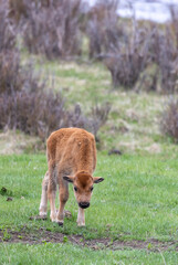 Cute Bison Calf in Yellowstone National Park Wyoming in Springtime