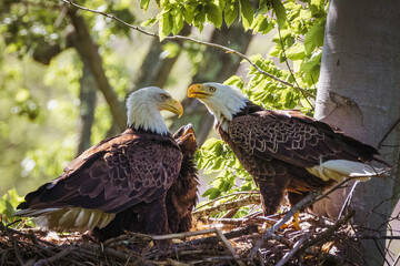 American bald eagles on nest