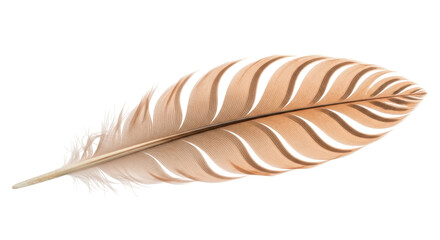 Isolated Tan Feather