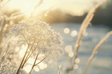 Macro photography of ice-covered Queen Anne's Lace in the winter snow, with sunlight shining on it.