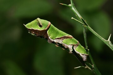 Southern Swallowtail Caterpillar on Leaf Close-up