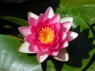 pink water lily in the pond