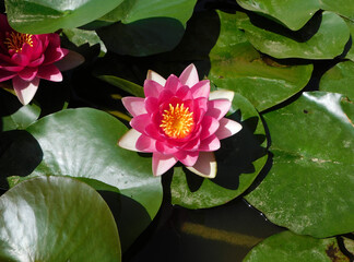 pink water lily in the pond