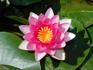 pink water lily in the pond