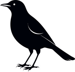 crow on a white background